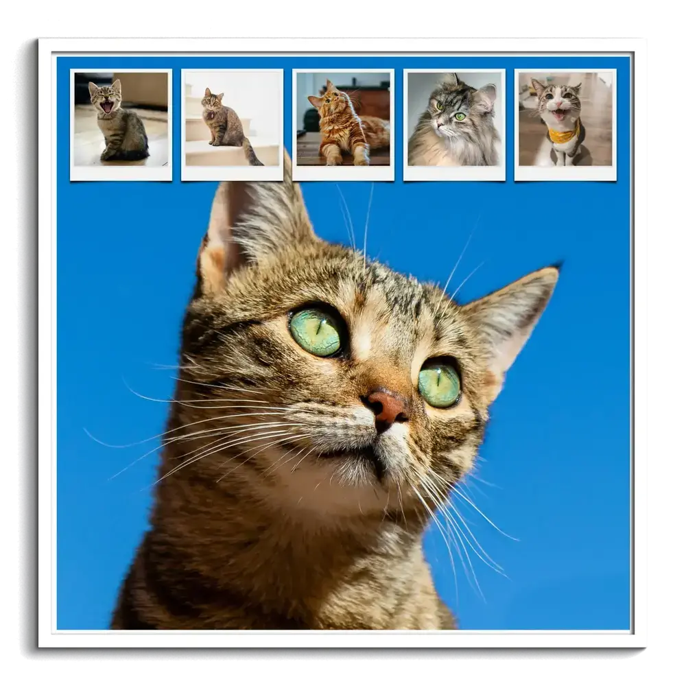 Katzen-Fotocollage im weißen Rahmen mit großem Katzenporträt vor blauem Hintergrund und fünf kleinen Fotos oben