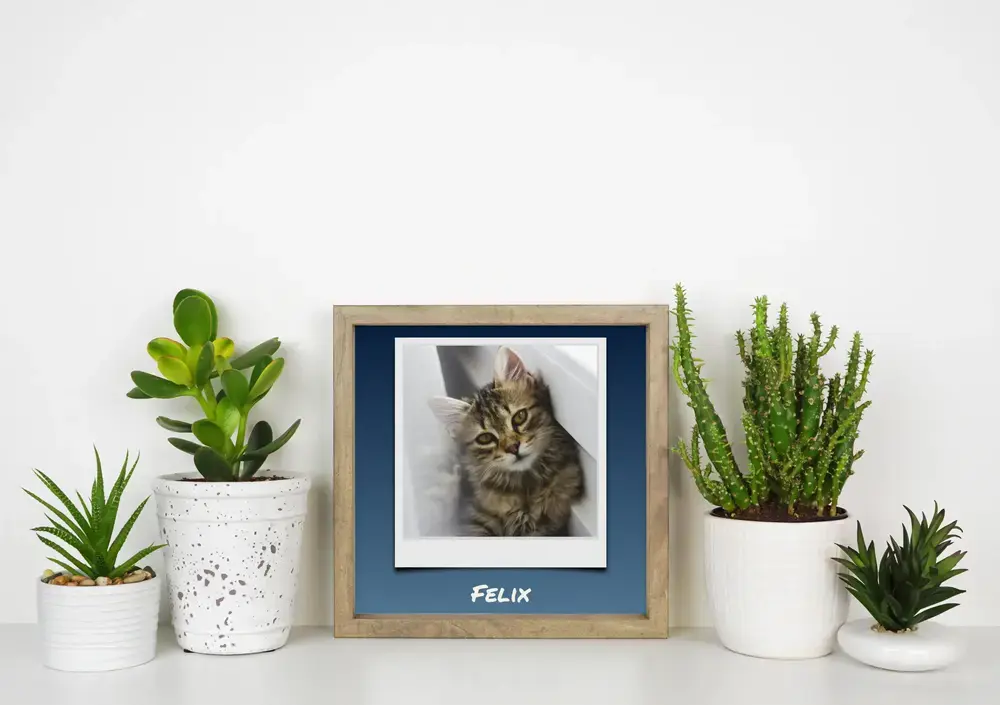 Affiche de chaton façon Polaroid avec prénom sur fond bleu, cadre en bois sur un bureau entre des plantes