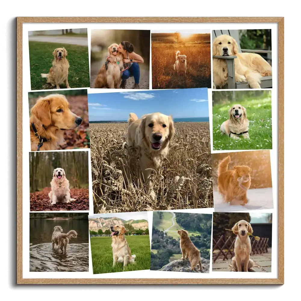 Pêle-mêle photo de golden retriever encadré de bois naturel, avec une grande photo dans un champ au centre