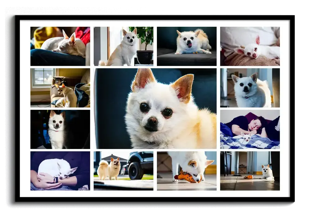 Pêle-mêle photo horizontal avec un grand portrait de chihuahua et de petites photos, dans un cadre noir