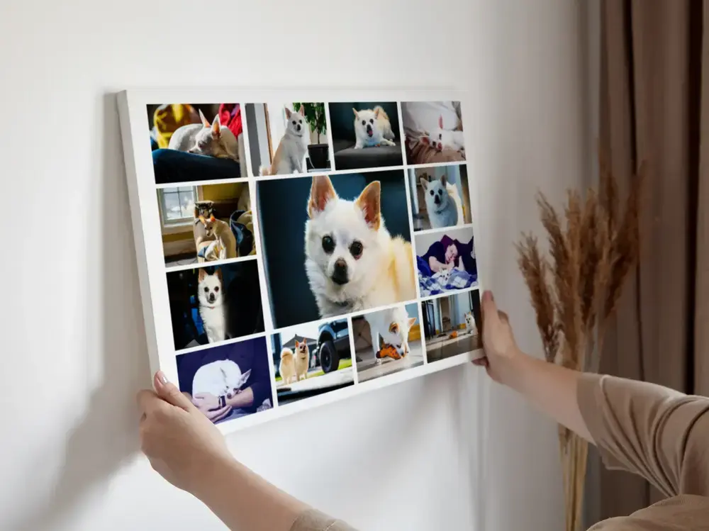 Pêle-mêle photo de chihuahua dans un cadre blanc, avec un grand portrait central, au mur près de fleurs séchées