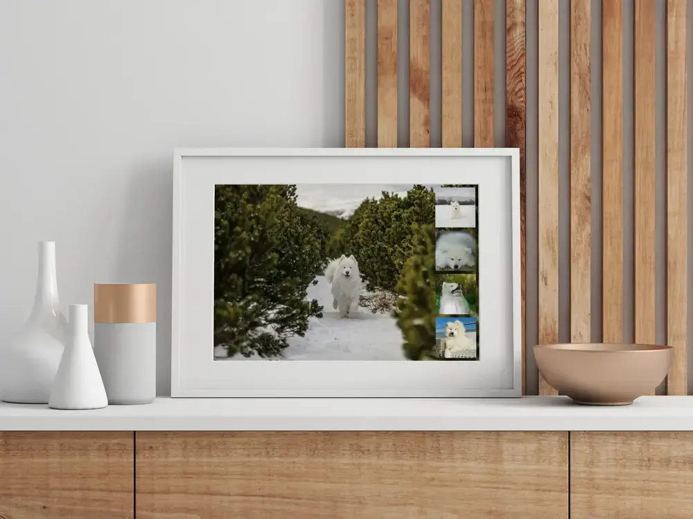 Collage photo de samoyède dans la neige avec quatre petites photos latérales, cadre blanc sur un buffet en bois