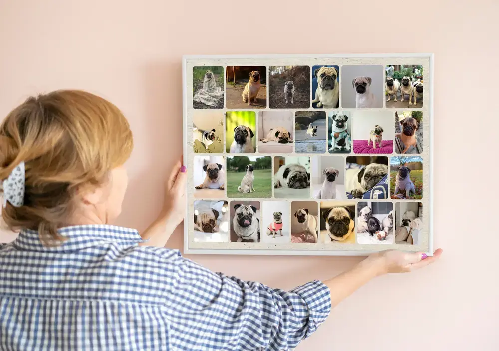 Collage photo de chien avec de nombreuses photos de carlins aux coins arrondis, cadre blanc sur un mur rose