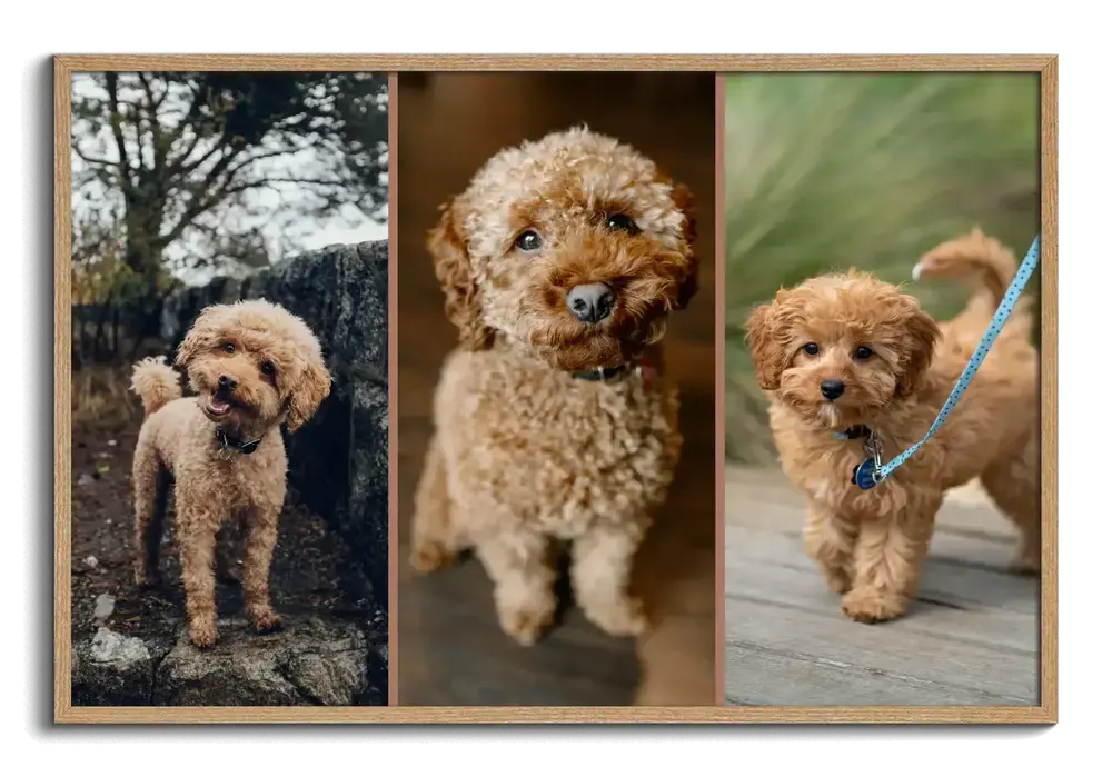 Collage de trois photos de caniche côte à côte dans un cadre en bois naturel, cadeau pour les amoureux des chiens