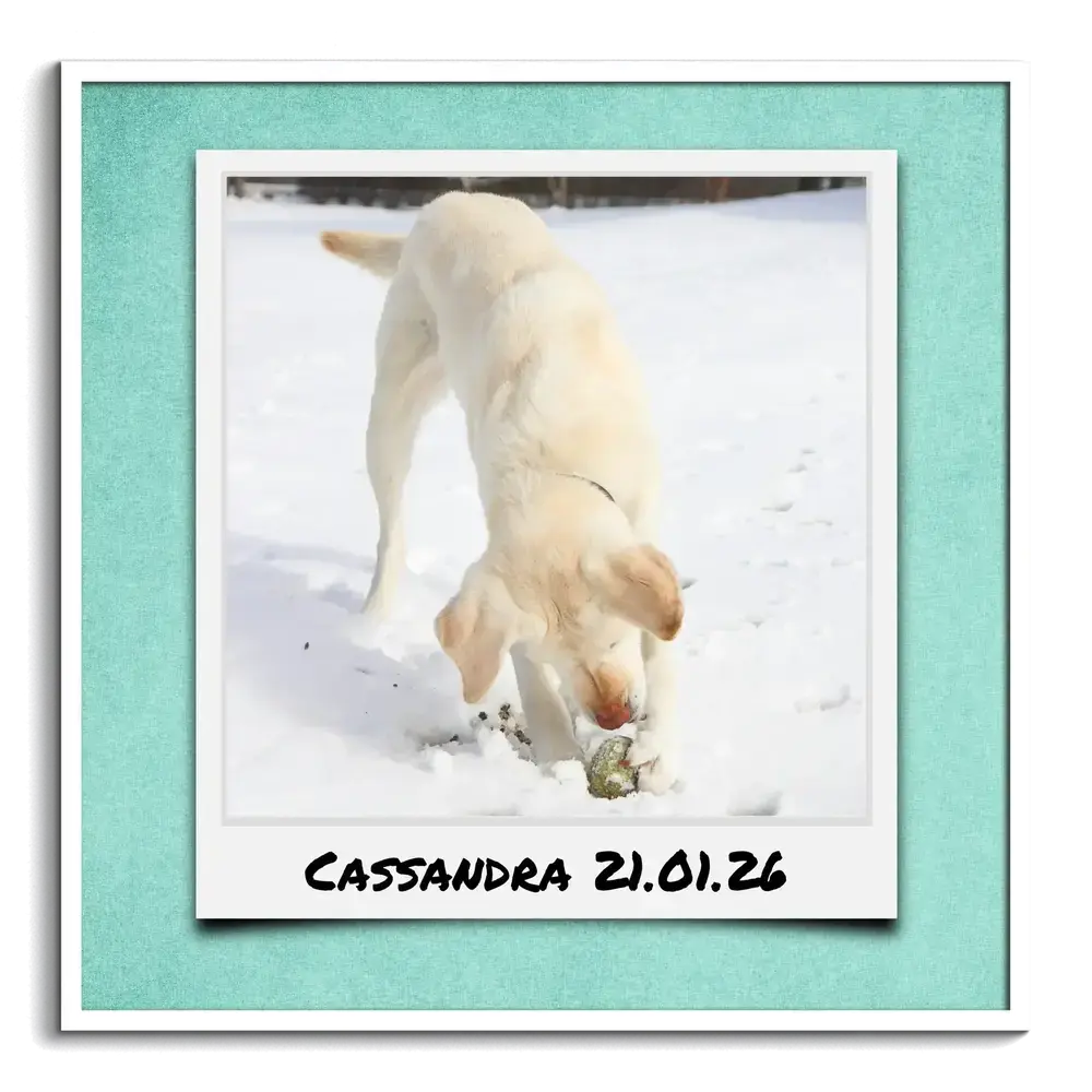 Photo de chien dans la neige façon Polaroid sur fond turquoise, avec prénom et date, dans un cadre blanc