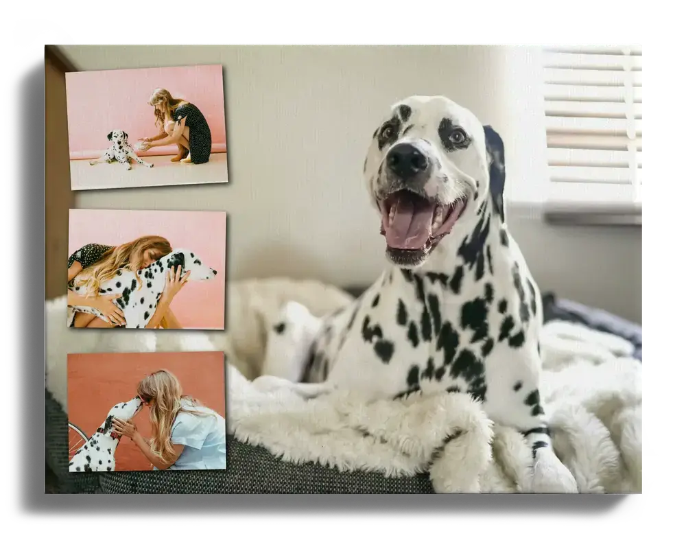Fotocollage auf Leinwand mit Dalmatiner als großem Hintergrundmotiv und drei kleinen Fotos links