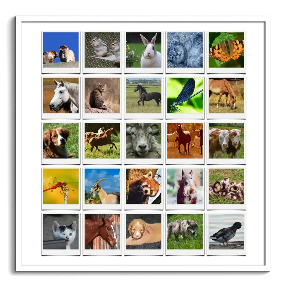 Pêle-mêle de 25 photos de chevaux, d’animaux domestiques et sauvages, style Polaroid dans un cadre blanc