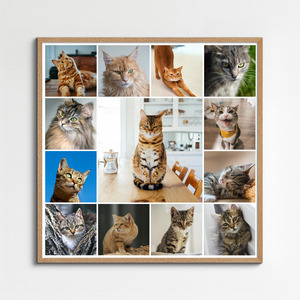 Créez un collage photo de chat en ligne – modèles variés, texte personnalisé