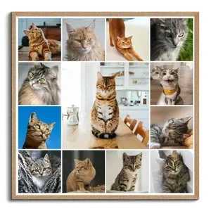 Créez un collage photo de chat en ligne – modèles variés, texte personnalisé