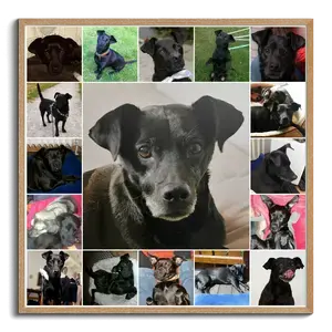 Créez une magnifique photo-collage souvenir de votre chien