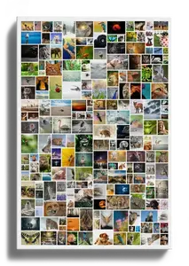 "Créez une Collage Murale Géante en Papillon Sauvage jusqu'à 200 Photos"