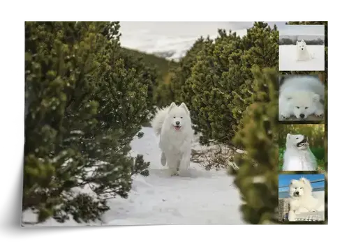 Fotocollage Hund individuell gestalten
