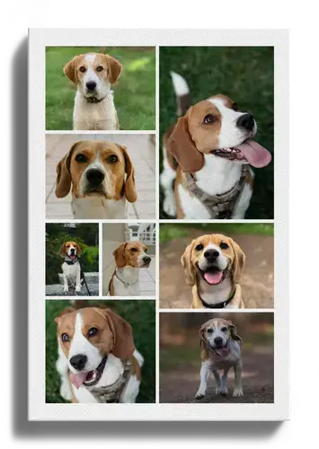 Fotocollage Hund individuell gestalten
