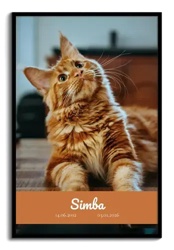 Gedenk-Collage Katze: Einzelbild, Name & Daten