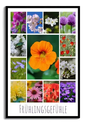 Natur-Collage: Blühende Wiesen & Blütenpracht