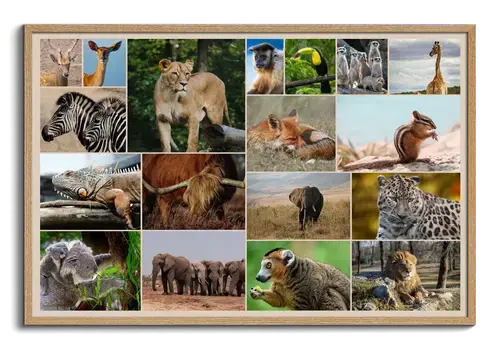 Collages Premium Animaux en Nature