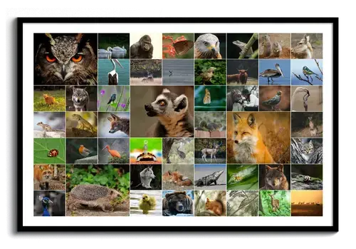 Wildtier-Fotocollage mit Eule, Fuchs und Igel im abwechslungsreichen Raster, querformatig im schwarzen Rahmen
