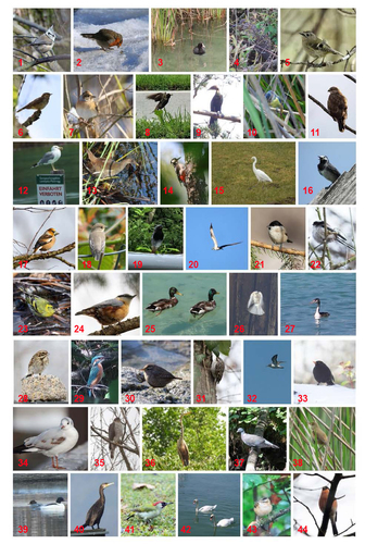 Photo du client Peter pour l'évaluation Impression Photocollage Affiche 50x70cm