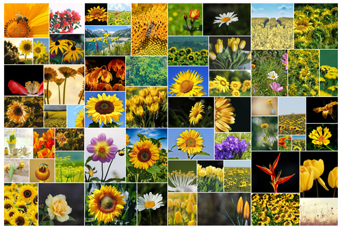 Affiche Collage 61 Photos Fleurs - Créatif et Moderne