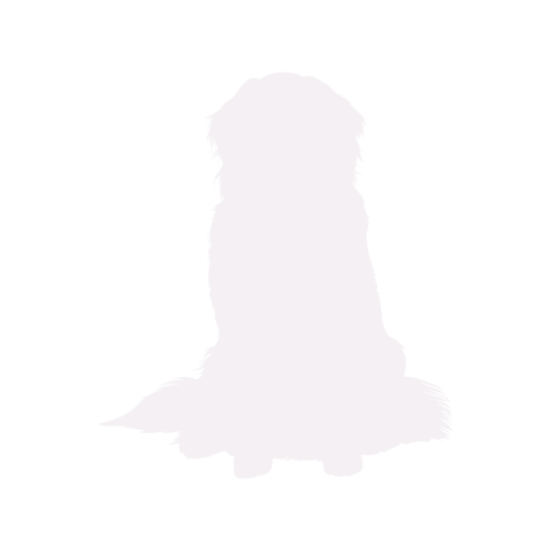 Hundesilhouette Berner Sennenhund sitzend