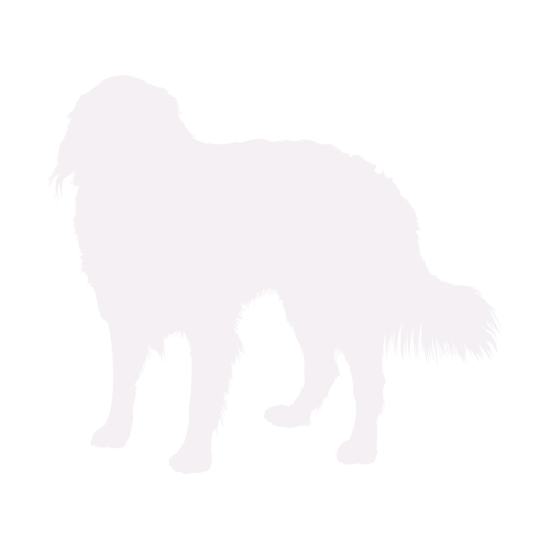 Hundesilhouette Berner Sennenhund stehend