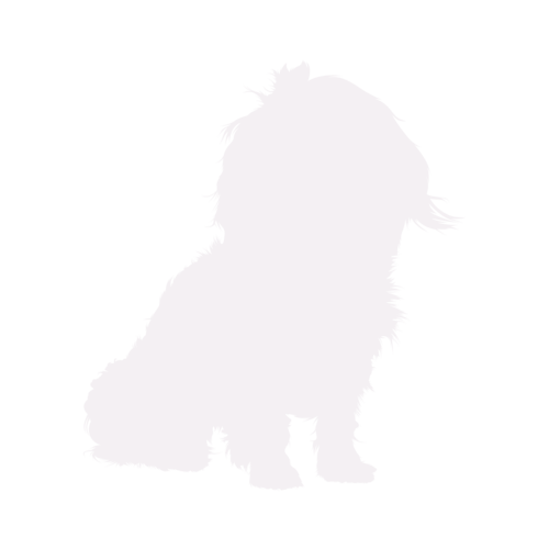 Hundesilhouette Bolonka Zwetna sitzend