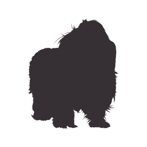 Hundesilhouette Bolonka Zwetna stehend