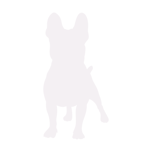 Hundesilhouette Französische Bulldogge stehend