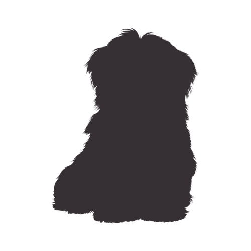 Hundesilhouette Havaneser sitzend