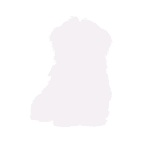 Hundesilhouette Havaneser sitzend