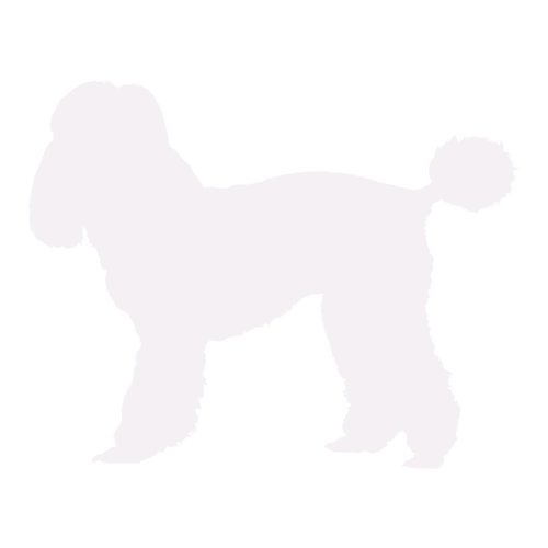 Hundesilhouette Pudel stehend