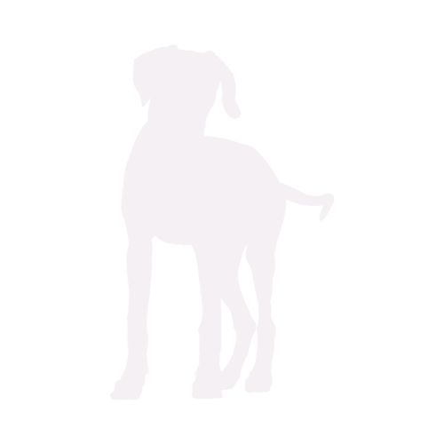 Hundesilhouette Rhodesian Ridgeback stehend