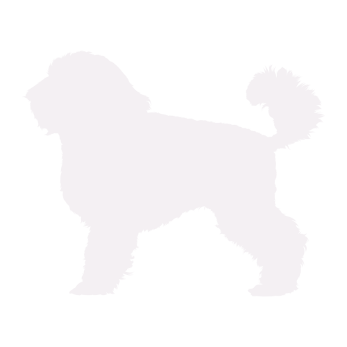 Hundesilhouette Zwergpudel stehend